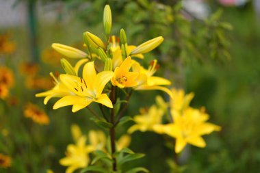 Yaz bahçesinde sebzeler, böğürtlen ve çiçekler