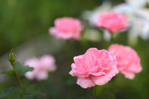 Grönsaker Bär Och Blommor Sommarträdgården — Stockfoto