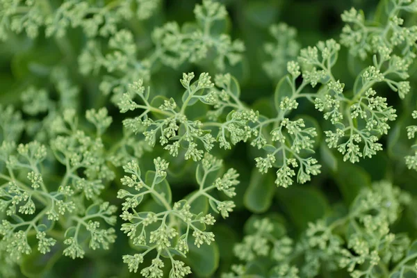 Groenten Bessen Bloemen Zomertuin — Stockfoto