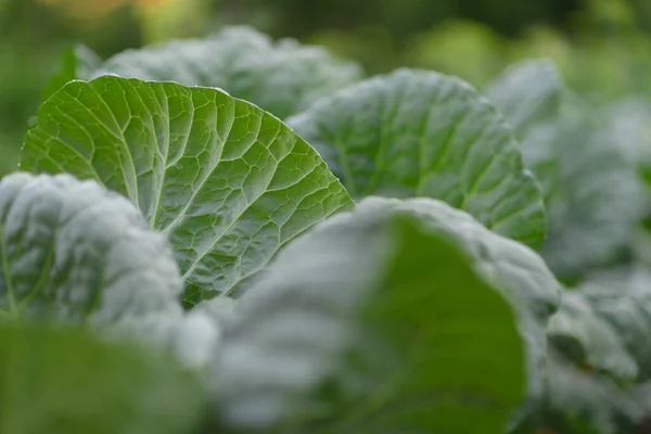 Verdure Bacche Fiori Nell Orto Estivo — Foto Stock