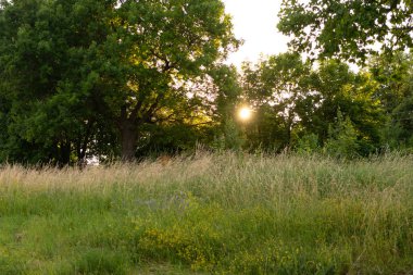 Yazın meşe korusunda gün batımı