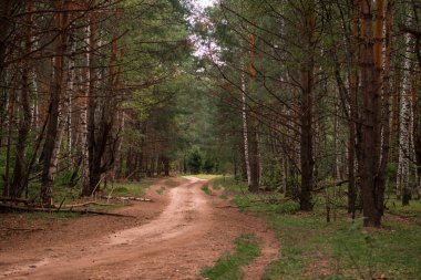 Yeşil orman, dallar, çimenler, yazın yapraklar