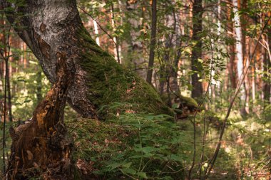 Yeşil orman, dallar, yazın yosun.