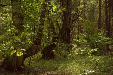 Yeşil orman, dallar, çimenler, yazın yapraklar