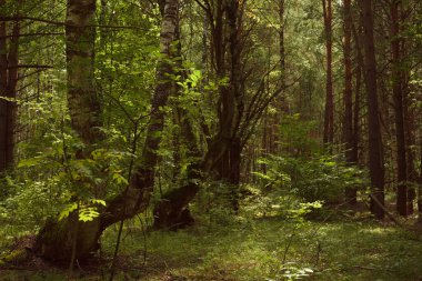 Yeşil orman, dallar, çimenler, yazın yapraklar