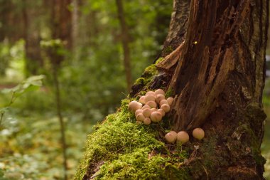Yazın yeşil orman, çimen, yaprak, mantar