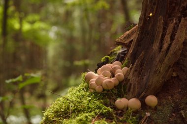 Yazın yeşil orman, çimen, yaprak, mantar