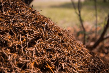 Yazın yeşil orman, çimen, yaprak, karınca yuvası