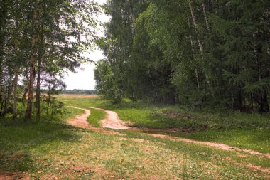 Yeşil orman, dallar, çimenler, yazın yapraklar