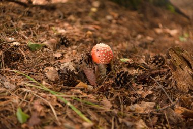 Yazın yeşil orman, çimen, yaprak, mantar