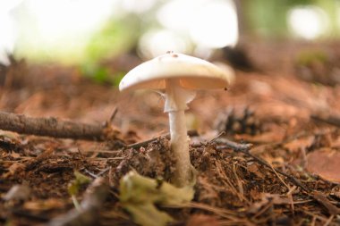 Yazın yeşil orman, çimen, yaprak, mantar