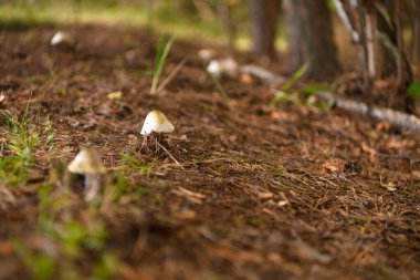 Yazın yeşil orman, çimen, yaprak, mantar