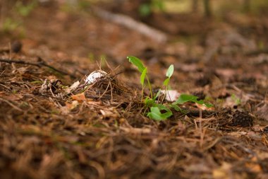 Yazın yeşil orman, çimen, yaprak, mantar