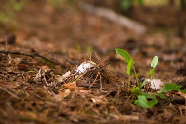 Yazın yeşil orman, çimen, yaprak, mantar