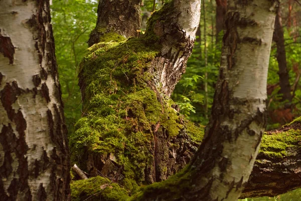Πράσινο Δάσος Κλαδιά Βρύα Καλοκαίρι — Φωτογραφία Αρχείου