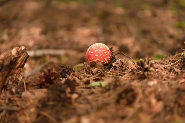 Forêt Verte Herbe Feuilles Champignons Été — Photo