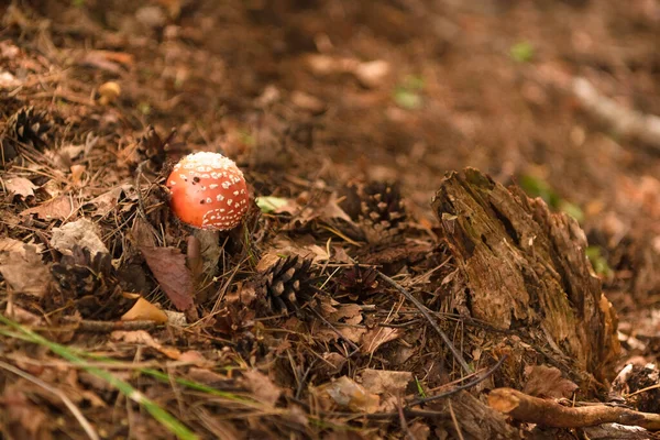 Grüner Wald Gras Blätter Pilze Sommer — Stockfoto