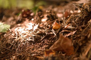 Yazın yeşil orman, çimen, yaprak, mantar