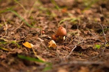 Yazın yeşil orman, çimen, yaprak, mantar