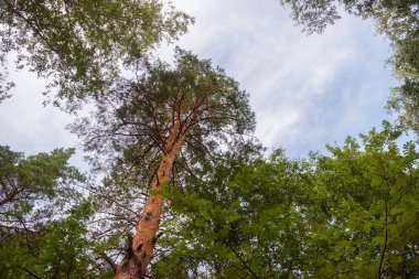Yeşil orman, dallar, çimenler, yazın yapraklar