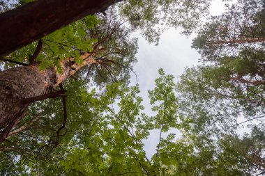 Yeşil orman, dallar, çimenler, yazın yapraklar