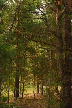 Yeşil orman, dallar, çimenler, yazın yapraklar