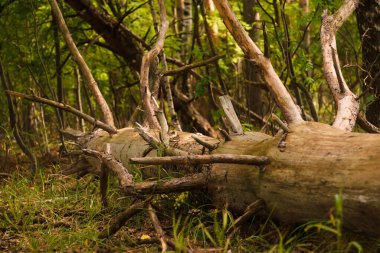 Yeşil orman, dallar, çimenler, yazın sürüklenirler.