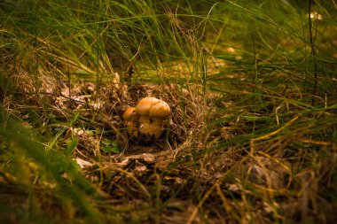 Yazın yeşil orman, çimen, yaprak, mantar