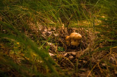 Yazın yeşil orman, çimen, yaprak, mantar