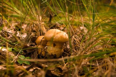 Yazın yeşil orman, çimen, yaprak, mantar