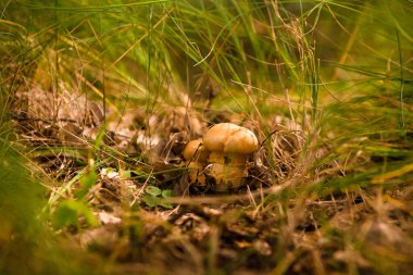 Yazın yeşil orman, çimen, yaprak, mantar