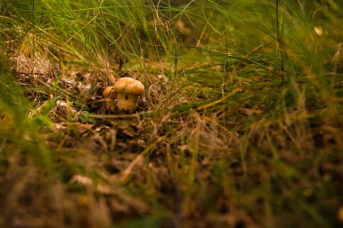 Yazın yeşil orman, çimen, yaprak, mantar