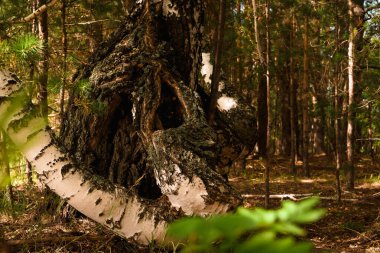 Yeşil orman, dallar, yazın yosun.