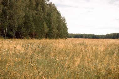 Arka planda orman olan yaz otlağı