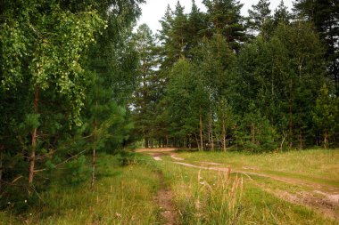 Yeşil orman, dallar, çimenler, yazın yapraklar