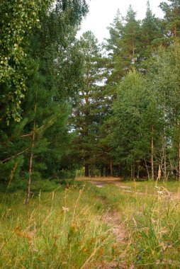 Yeşil orman, dallar, çimenler, yazın yapraklar