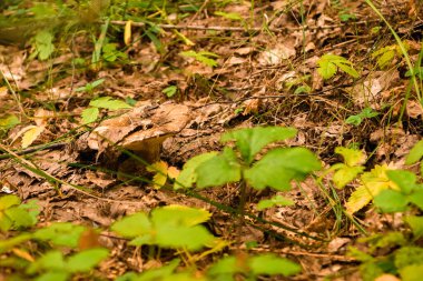 Yazın yeşil orman, çimen, yaprak, mantar