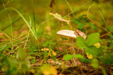 Yazın yeşil orman, çimen, yaprak, mantar