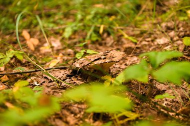 Yazın yeşil orman, çimen, yaprak, mantar
