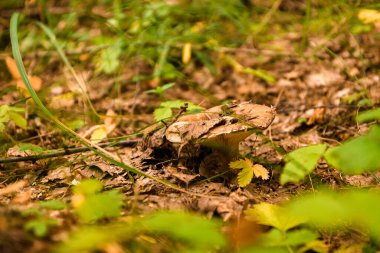 Yazın yeşil orman, çimen, yaprak, mantar