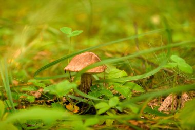Yazın yeşil orman, çimen, yaprak, mantar