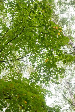 Yeşil orman, dallar, çimenler, yazın yapraklar