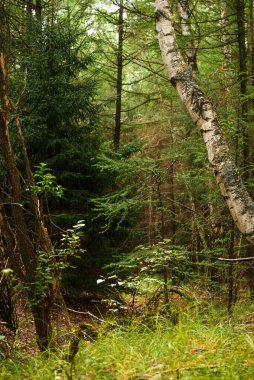 Yeşil orman, dallar, çimenler, yazın yapraklar