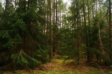 Yeşil orman, dallar, çimenler, yazın yapraklar