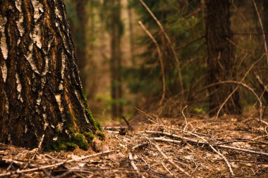 Yeşil orman, dallar, çimenler, yapraklar, yazın dallar