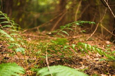 Yerde yeşil yapraklar ve çimenler
