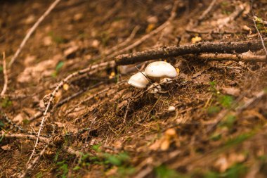 Yazın yeşil orman, çimen, yaprak, mantar
