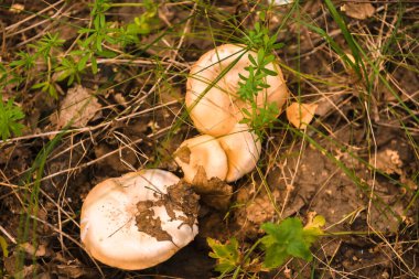 Yazın yeşil orman, çimen, yaprak, mantar