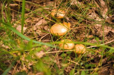 Yazın yeşil orman, çimen, yaprak, mantar