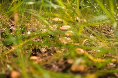 Yazın yeşil orman, çimen, yaprak, mantar
